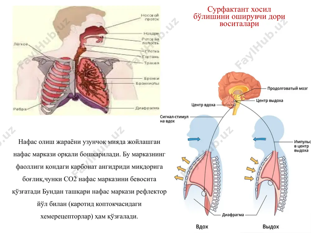миқдорлари мия пўстлоғига тинчлантирувчи таъсир кўрсатади. этимизол гипофиздан актг ажралиб, буйрак усти безларида глюкокортикоидлар ҳосил бўлишини оширади. глюкокортикоидлар эса янги туғилган чақалоқнинг янги шароитга мослашишига ёрдам беради, ўпка сурфактант ҳажмини ошириб, альвеолаларни ростлайди. рефлектор таъсир кўрсатувчи аналептиклар: лобелин ва цититон. булар каротид синусда жойлашган н-холинорецепторларни қўзгатиб, афферент толалардан рефлекс йўли билан импульслар нафас марказига ўтиб, уни қўзгатади. лобелин, цититон фақат венага юборилади, таъсири тезда бошланиб, нафас тезлашади ҳамда чуқурлашади. агар биринчи бор юборилганда таъсир кўрсатмаса, уларни такроран юборишнинг фойдаси йўқ. аралаш таъсир механизмига эга моддалар: кордиамин, камфора, сульфакамфокаин, углекислота. бевосита нафас марказини кўзгатади ҳамда кордиамин, углекислота синокаротид сохада жойлашган хеморецепторларни қўзгатиб, нафас маркази қўзғалувчанлиги ва сезувчанлигини рефлектор йўл билан оширади. камфора юборилган жойида (мушаклар орасига, кўкрак юзасига камфора мойи, камфора спирти суртилганда) рецепторларни қўзгатади, кейин рефлектор йўл билан импульслар нафас марказига ўтиб уни кўзғатади. углекислота карбоген аралашмаси тўпламида мавжуд. сульфакамфокаин камфоранинг сувда эрийдиган тури бўлиб, ёгда эрийдиган камфорага нисбатан таъсири …