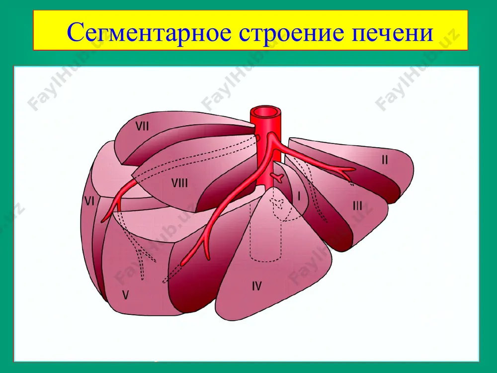 я под контролем узи, кт, рентгентелевидения, двойное дренирование, диализ полости абсцесса амебные абсцессы осложнение дизентерии развивается спустя месяцы, годы основной путь – воротная вена образуются несколько абсцессов, сливающихся в один большой фиброзная капсула более плотная, чем при пиогенном абсцессе клиника, диагностика бессимптомность течения на протяжении многих недель и месяцев (нет обширной инфильтрации печеночной ткани и растяжения печеночной капсулы)‏ позднее нарушение трудоспособности характерный внешний вид (бледное лицо, тусклые глаза, большой, неправильной конфигурации живот, худые конечности)‏ у 1/3 – легкая желтушность кожи и склер, пигментация лица, особенно надбровий, передней поверхности живота, шеи, области запястья частое осложнение поддиафрагмальный абсцесс, правосторонний плеврит узи, рентгенисследование, перенесенная дизентерия лечение амебного абсцесса консервативное: - эметин, хлорохин дифосфат (при множественных абсцессах или осложнениях – их сочетание)‏ - ликвидация амеб в кишечнике (аминарсон, энтеросептол, ятрен)‏ - антибиотики для угнетения гноеродных бактерий хирургическое: пункция и дренирование при больших гнойниках доброкачественные опухоли печени аденома (гепатома) – единичные или множественные. гепатоцеллюлярная и …