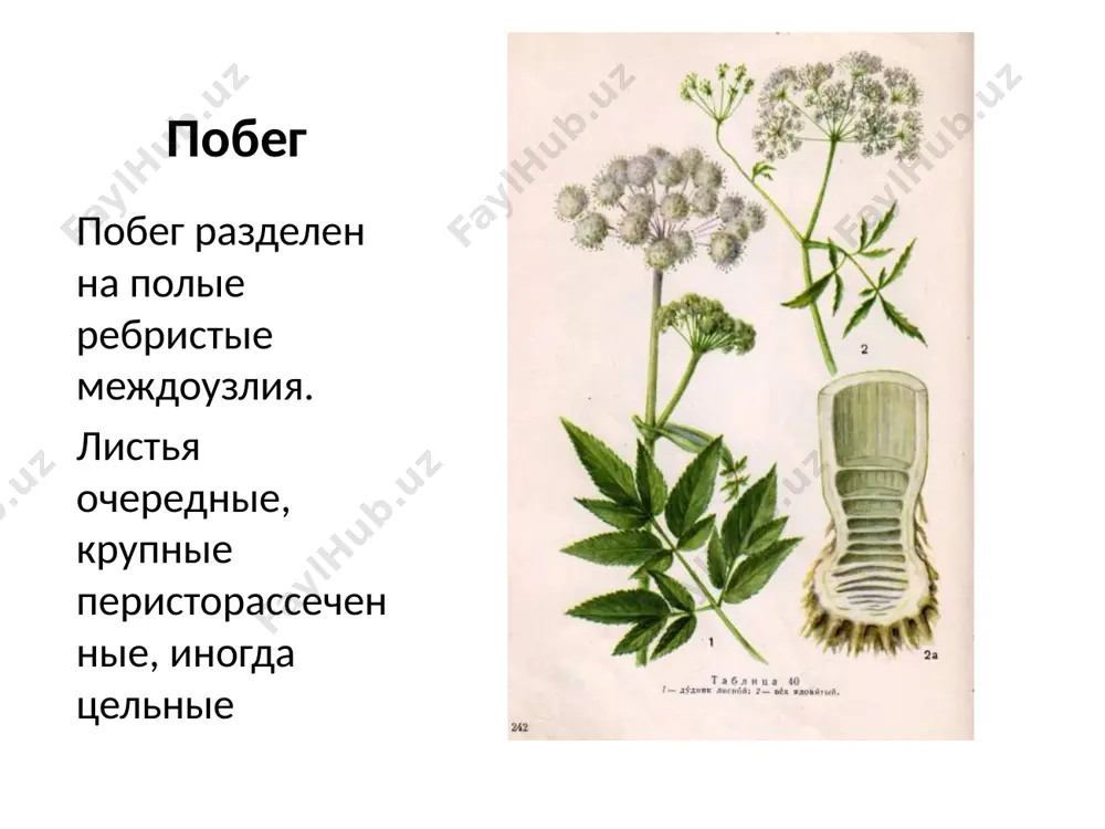 семейство зонтичные - Page 3