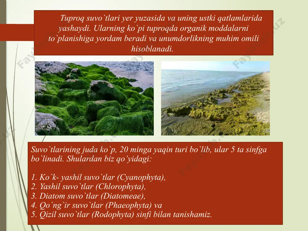 lduzchasimon xromotofor bo`ladi. qizil suvo`tlar xromotoforida qizil rangli alohida pigment - fikoeritrin bo`lganligi uchun ular shunday nom bilan ataladi. кlodofora yashil suvo`tidan sifatli qog`oz va kartonlar tayyorlanadi. кo`pgina suv o`tlaridan yod, brom olinadi. suvo`tlarni quruq haydab, ko`mir smola, kreozid, yog`och spirti, atseton olish mumkin. qo`ng`ir suvo`tlarining ba`zilaridan algin kislotasi olinadi. algin kislotasi esa to`qimachilik va hokazo sanoatlarida (gazlama va qog`ozga ishlov berishda) shuningdek, plastmassa sanoatida ishlatiladi. suvo`tlari suv, tuproq, taqir yerlar va qoyalarda, qor hamda muz tog`larida, daraxt po`stloqlarida o`sadi. suvo`tlaridan nihoyatda ko`p biomassa hosil bo`ladi. suvda hech narsaga birikmasdan yumaloq holda o`sadigan plankton suvo`tlar hayvonlarning oziqlanishida ahamiyati katta. sapropel - chirindi qoldiqlaridan iborat organik loyqa (sibirda ko`p tarqalgan). u chorvachilikda oziq- ovqat sifatida ishlatiladi. uni quruq haydash natijasida smola, koks olinadi. bulardan o`z navbatida benzin, kerosin, og`ir moy, lak, organik kislotalar, ammiak olsa bo`ladi. suvo`tlarning turlariga qarab, suvlarning iflos va tozalik darajasi aniqlanadi. suvo`tlarning biomassasi 1 m3 suvda 6 …