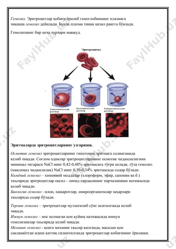 ига эритроцитларнинг хусусий ва умумий иммун реакцияда иштироки, қон-томир тромбоцитар гемостазда, қон ивишида ва фибринолизда қатнашиши киради. бошқарув вазифаси – эритроцитлар таркибида гемоглобин борлиги туфайли қоннинг рн, плазма таркибидаги ион ва сув доимийлигини сақлашда иштирок этади. капиллярнинг артериал қисмида эритроцитлар таркибидаги сув ва о2 тўқимага берилади ва унинг ҳажми кичраяди, капиллярнинг веноз қисмида эса тўқимадан сув, со2 ва модда алмашинув маҳсулотларини бириктириб олади ва эритроцитлар ҳажми ортади. эритроцитлар глюкоза ва қон ивишига қарши бўлган модда гепаринни ҳам ташиб юради. агар бу моддаларнинг қондаги миқдори кўпайиб кетса, улар эритроцитлар ичига кириб олади, камайиб кетганда яна плазмага қайтиб чиқади. эритроцитлар таркибида эритропоэзни бошқаришда иштирок этадиган эритропоэтик омил сақланади. эритроцитлар парчаланганда бу омил суяк кўмигига тушади ва эритроцитлар ҳосил бўлишини кучайтиради. эритроцитлар парчаланганда ажраб чиққан гемоглобиндан ўт таркибий қисмига кирувчи билирубин ҳосил бўлади. эритрон. эритропоэзнинг бошқарилиши.инглиз терапевти касл харакатдаги, деподаги ва суяк кўмигидаги қонлар миқдорини ифодалаш учун «эритрон» тушунчасини фанга киритган. эритрон ёпик …