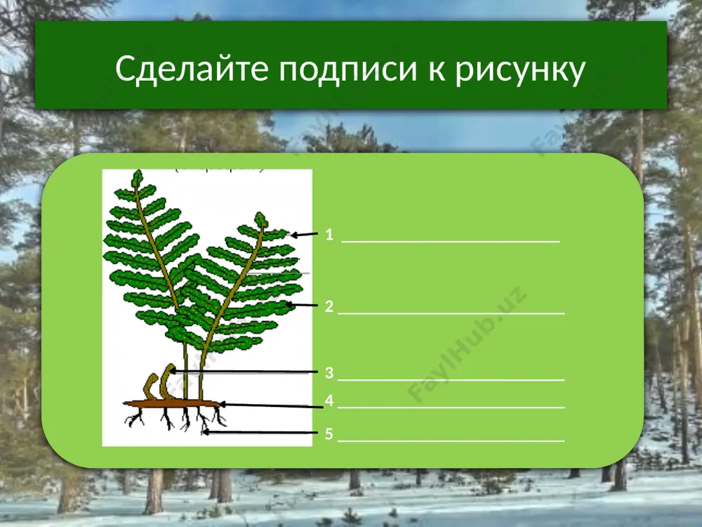 голосеменные растения - Page 5