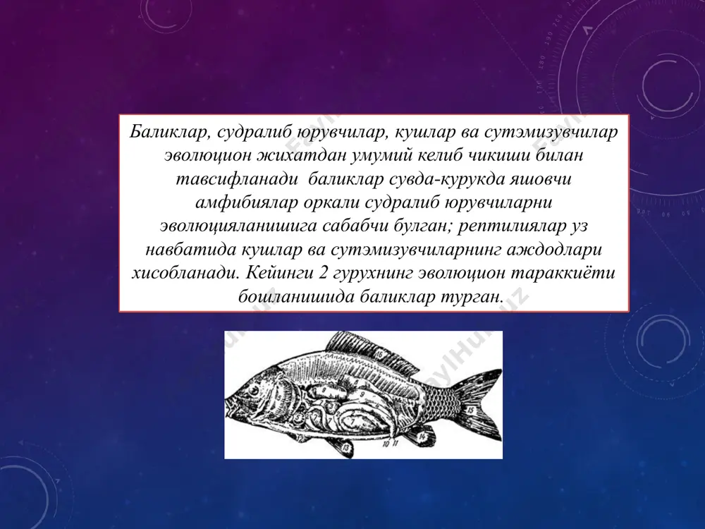 макроэволюция муаммолари. онтогенез эволюцияси. филэмбриогенез - Page 5