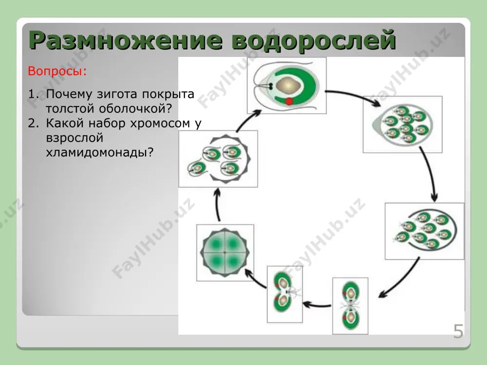 polovoe razmnozhenie rasteniy - Page 5