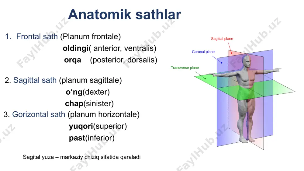 spinalis a.vertebralis a.caroticus processus transversus sulcus nervi spinalis yo’q tuberculum posterius et anterius yo’q……. atipik bo‘yin umurtqalarining tipik bo’yin umurtqalardan farqi tipik atipik atlasning tuzilishi qismlari arcus anterior massae laterale arcus posterior arcus anterior qismlari tuberculum anterius fovea dentis arcus posterior qismlari tuberculum posterius sulcus a.vertebralis massae laterale qismlari facies articularis superior et inferior processus transversus foramen transversarium axisning tuzlishi qismlari corpus arcus facies articularis superior et inferior processus transversus processus spinosus corpus dens ligamentum transversum atlantis facies articularis posterior dens apex dentis facies articularis anterior facies articularis posterior qismlari corpus (1) processus spinosus (3) processus transversus (4) processus articularis (5) ko‘krak umurtqalari fovea costalis superior fovea costalis inferior fovea costalis joylashish tartibi processus spinosus processus transversus fovea costalis processus transversus processus articularis processus articularis inferior facies articularis inferior processus articularis processus articularis inferior facies articularis inferior processus articularislar frontal sathda joylashgan bel umurtqalari qismlari corpus foramen vertebrale processus spinosus …