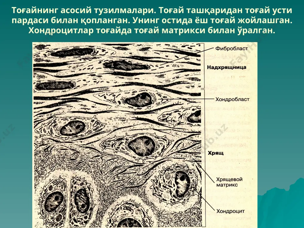 мон ҳужайралар зонаси, 8-дифференциалланувчи остеокластли (9) ва қон капиллярли (10) тоғайга ўсиб борувчи мезенхима, 11-остеобластлар, 12-энхондрал ҳосил бўлган суяк тўқимаси, 13-эпифиздаги суякланиш нуқтаси (қизил стрелка). билвосита остеогенез – найсимон суякнинг тоғайда ривожланиши. а – умумий кўриниш, б – препарат детали 1 – тоғай усти пардаси, 2 – ўзгармаган тоғай зонаси, 3 – пролиферация зонаси, 4 – гипертрофия зонаси, 5 – резорбция зонаси, 6 – суяк усти пардаси, 7 – перихондрал суяк тўқимаси, 8 – энхондрал суяк тўқимаси, 9 – бирламчи суяк кўмиги бўшлиғи, 10 – остеоцитлар, 11 – остеобластлар, 12 – остеокласт, 13 – тоғайнинг базофил қолдиқлари, 14 – эрозион лакуна. кальцийсизлантирилган суяк матрикси. кесимда суяк (ўнгда) ва суяк тўқимаси (чапда) кўрсатилган. суяк кўмигидаги оқ вакуолалар ёғ ҳужайралари ҳисобланади. суяк кўмиги ҳужайралари (m); гаверс тизими (ҳаворанг стрелкалар); суяк (cb); остеобластлар (яшил стрелка). суяк матрикси. остеокласт (ҳаворанг стрелка) қари суяк деградациясига масъулдир. қизил суяк комиги ҳужайралари яқинида мегакариоцитлар кўринади (яшил стрелка).