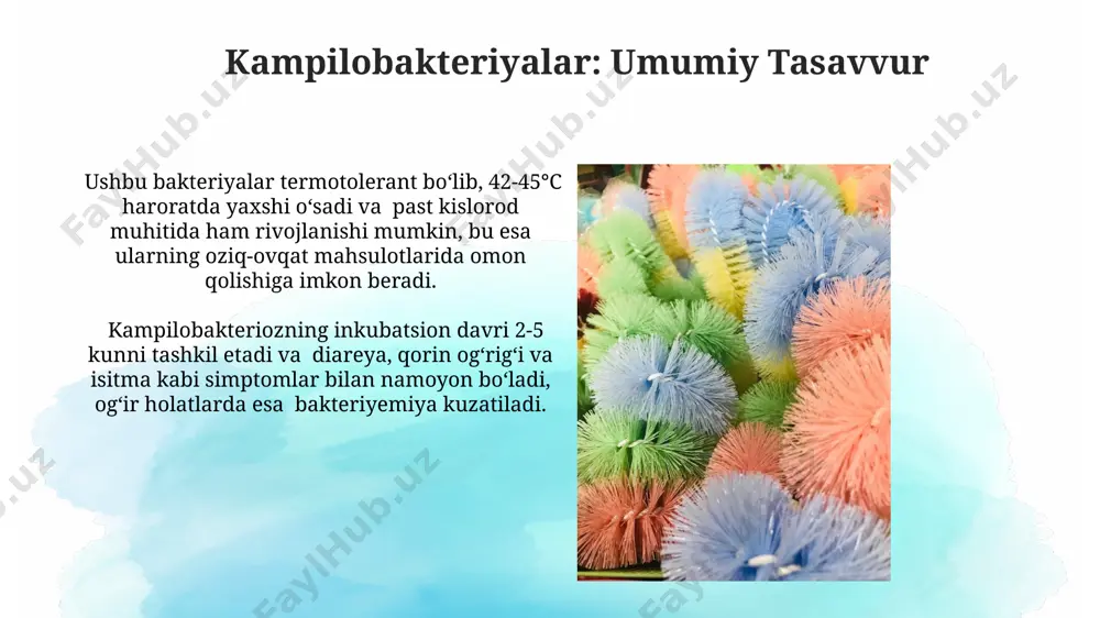 kampilobakteriyalar, helikobakteriyalar va ularning amaliyotdagi ahamiyati - Page 5