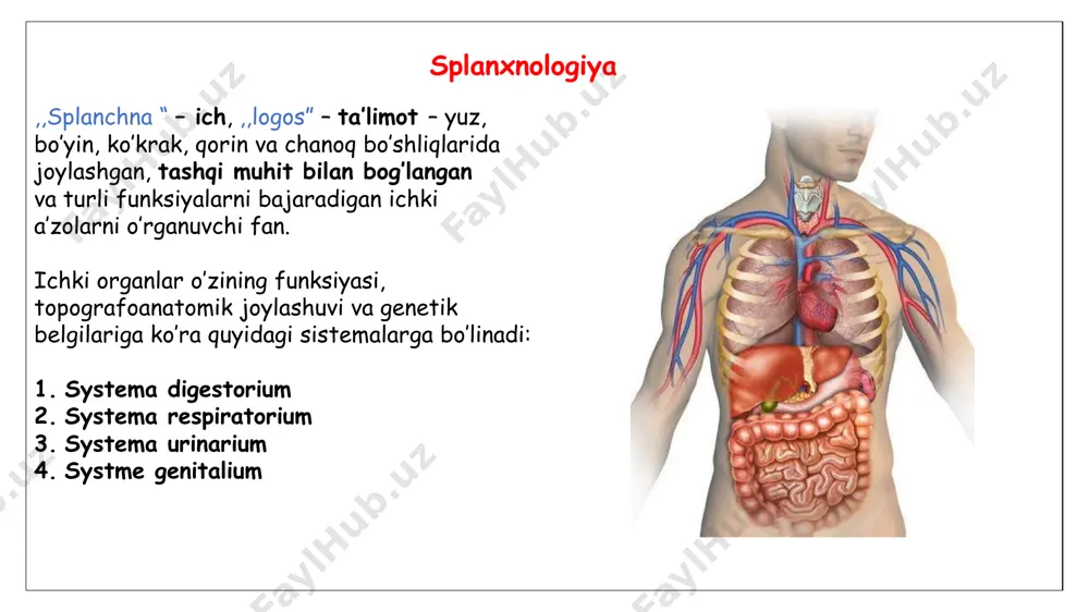 ga medial: m.styloglossus et m.hyoglossus chiqaruv yo’li: ductus submandibularis (varton yo’li) - caruncula sublingualisga ochiladi glandula paratoidea juft, seroz sekretsiya tipli bez noto’g’ri uchburchak shaklida topograafiyasi: ramus mandibulae tashqi yuzasida, m.massatericus orqa qirrasida, fossa retromandibularisda joylashgan patki tomonda: angulus mandibulaedan pastroqqa jag’osti bezigacha tushadi yuqori tomonda: arcus zygomaticusgacha boradi orqa tomon: processus mastoideus va m.sternocleidomastoideusga chegaradosh qismlari: pars superficialis pars profunda isthmus glandula paratoidea accessoria chiqaruv yo’li ductus paratoideus (stenon nayi) og’iz dahlizida yuqori ii molar tish sohasiga ochiladi - papilla ducti paratoidea dentes – tishlar arcus dentalis maxillaris – yuqori tishlar qatori arcus dentalis mandibularis – pastki tishlar qatori luqmani uzish, chaynash, nutq jarayonida ishtirok etish, estetik go’zallik xususiy og’iz bo’shlig’i va dahlizini chegaralab turadi tuzilishi 3 qismdan iborat: 1. corona dentis – toji 2. cervix dentis – bo’yni 3. radix dentis – ildizi klassifikatsiyasi chiqish vaqtiga ko’ra: dentes desidui – 20 ta dentes permanentes – 32 ta funksiyasi …