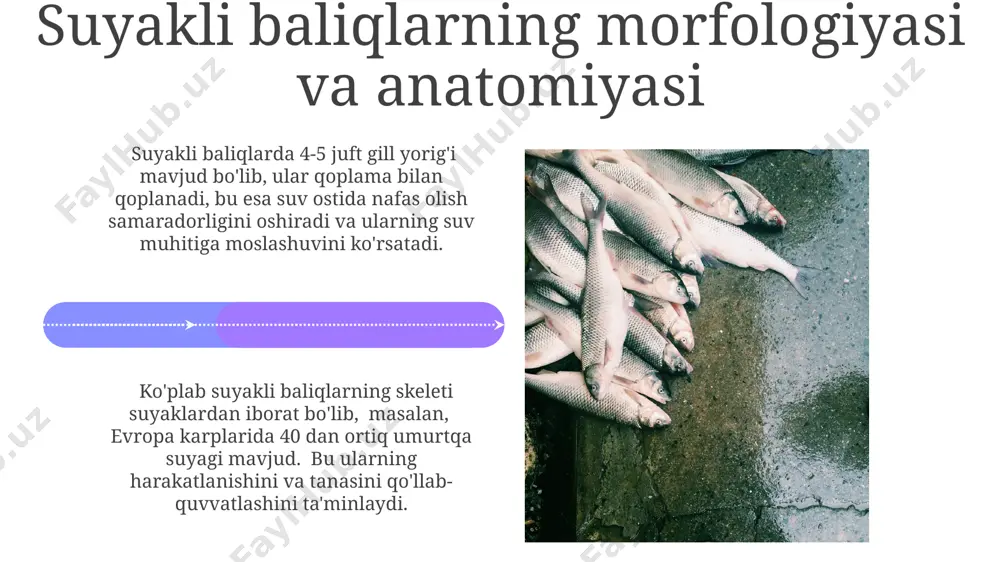 suyakli baliqlarning kelib chiqishi evolyutsiyasi va sistematikasi - Page 4