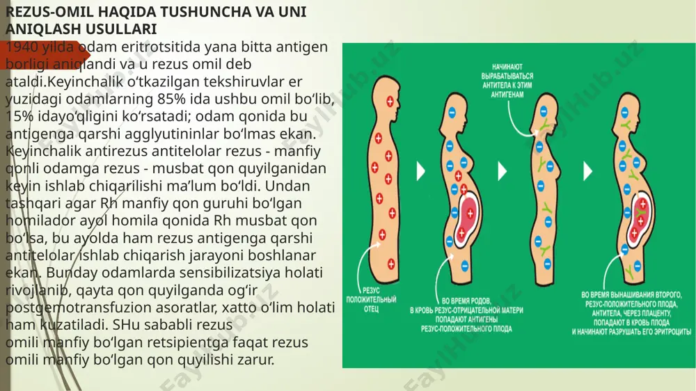 garishlar sezilsa (taxikardiya, bezgak tutishi, nafas siqilishi, yuz giperemiyasi, bel va qorinda og‘riq, qon mos emas, deb topiladi va quyilmaydi. tuzli suyuklikda agglyutinatsiya usuli bilan rezus omilni aniqlash usulning ish prinsipi: tekshiriladigan eritrotsitlar tula rezus antitelolari bor standart antirezus zardob bilan qushiladi, tekshirilayotgan eritrotsitlar rezus musbat bulsa, agllyutinatsiya hosil buladi. uning borligi eritrotsitlar chukmasining shaklidan bilinadi. reagentlar: 1. ikki xil seriyali tula antitelolari bor standart antirezus zardob. standart antirezus zardobning guruhi tekshirilayotgan qonning guruhi bilan bir xil bulishi shart. standart antirezus zardoblar muzlatgichda saqlanib, ularning ishlash vaqti etiketkalarida kursatiladi. tula antitelolari bor standart zardob qayta qayta ishlatilishi mumkin. 2. 3,8% natriy sitrat suyuqligi. 3. 0,85% fiz. suyuhlik. 4. nazorat uchun standart eritrotsitlar. 0 (i) guruh yoki tekshirilayotgan qon guruxiga mos standart musbat yoki rezus manfiy eritrotsitlardan foydalani- ladi. kerakli anjomlar: 37°s termostat, lupa, balandligi 2-2,5 sm tagi tekis probirkalar, probirkalar uchun shtativlar. ishni boshlashdan avval 5 tomchi izotonik natriy sitrat …