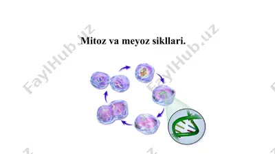 mitoz va meyoz sikllari — PPTX
