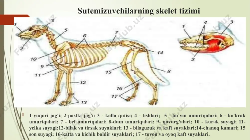 sutemizuvchilar (mammalia) - Page 5