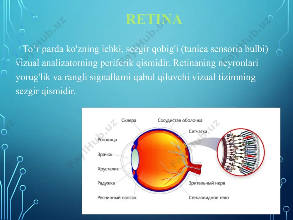 markazida yoki perifierik qismida, ko‘zning pastki yarmida joylashishi mumkin. uning paydo bo‘lishi embrional yoriqning to‘liq yopilmasligi bilan bog‘liq. ofthalmologik tekshiruvda bu oval yoki doira shaklida, tekis chegaralari bilan oq rangli cheklangan hudud sifatida ko‘rinadi, ko‘r nervi diskiga yaqin yoki unga tutash joylashgan. mikroftalmiya, skelet anomaliyalari va boshqa nuqsonlar bilan birgalikda bo‘lishi mumkin. displaziya – to‘r parda rivojlanishining embriogenez bosqichidagi anomaliysi, bu hujayra elementlarining normal nisbati buzilishida ifodalanadi. bu shaklga to‘r pardaning yopishmasligi kiradi, uning rivojlanish sababi optik vezikulning yetarli darajada invaginatsiya qilmasligidir. bu, shuningdek, 13-raqamli trisomiya va voker-varburg sindromining xususiyatli belgisi bo‘lib, ko‘z, miya, mushak to‘qimalarining boshqa nuqsonlari bilan birga bo‘lishi mumkin. albinizm – vizual tizimning genetik ravishda shakllanishidagi buzilish bo‘lib, bu melanin sintezining o‘zgarishi bilan bog‘liq. xususiyatlari: nistagmus, astigmatizm bilan birgalikda refraksiya buzilishlari, ko‘rish qobiliyatining pasayishi, ko‘z oldining past pigmentatsiyasi, ko‘r nervining kesishishining buzilishi. tirozinazonegativ albinizm – tirozinaza va melanin pigmentining sintezi yo‘qligi sababli yuzaga keladi. bemorlarning sochlari va …