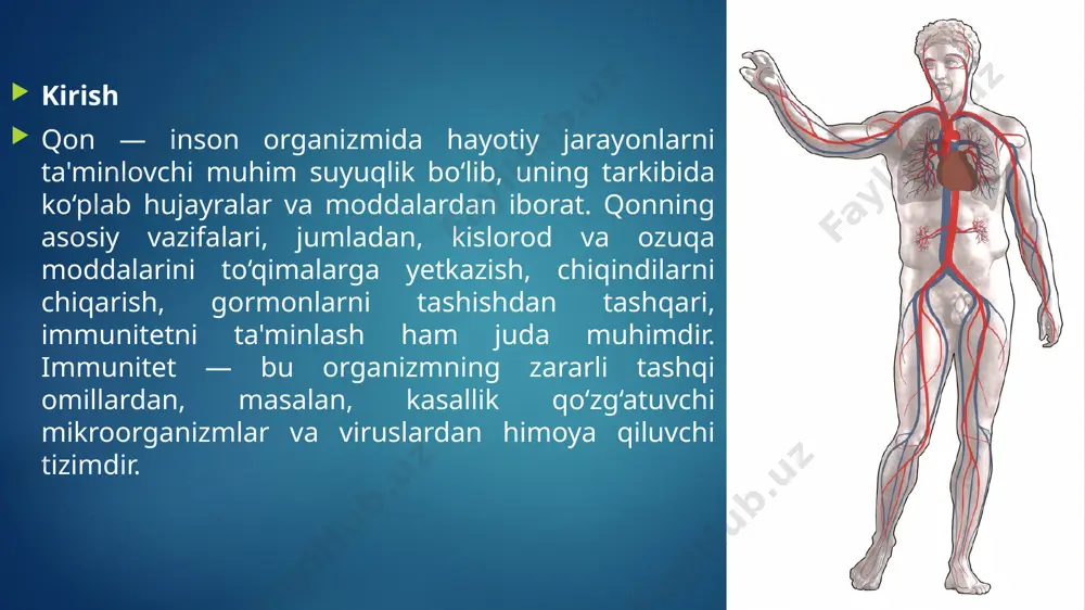 chiqariladi. 2. regulyator vazifasi qon tarkibida joylashgan gormonlar va boshqa biokimyoviy moddalar organizmning turli tizimlarini muvozanatga keltiradi. qon orqali tarqalgan gormonlar, masalan, insulin yoki adrenalinni boshqarish orqali, organizmning energiya ishlab chiqarish, stressga qarshi reaktsiya va boshqa fiziologik jarayonlarini regulyatsiya qiladi. 3. himoya vazifasi qonning himoya vazifasi immun tizimi orqali amalga oshiriladi. qon tarkibidagi leykotsitlar (oq qon hujayralari) va antitelalar zararlangan yoki begona organizmlar (bakteriyalar, viruslar) bilan kurashadi. qonning bu vazifasi organizmni kasalliklardan himoya qilishda muhim o‘rin tutadi. 4. termoregulyator vazifasi qon organizmning haroratini saqlashda muhim rol o‘ynaydi. odamning ichki harorati o‘zgarganida qon organizmning sovishini yoki isitishini ta'minlash orqali termoregulyatsiya jarayonini boshqaradi. qonning termoregulyatsiya funksiyasi tufayli organizm harorat o‘zgarishlariga moslashadi va o‘zining ichki muvozanatini saqlaydi. 5. to‘qimalarni tiklash va tuzalish jarayoni qon jarohatlanish yoki shikastlanish holatlarida zararlangan to‘qimalarni tiklash va ularni yangilashga yordam beradi. qonning plazmasi va qon hujayralari (masalan, trombositlar) zararli joylarga tezda yetib boradi va ularni tiklash jarayonini boshlaydi. …