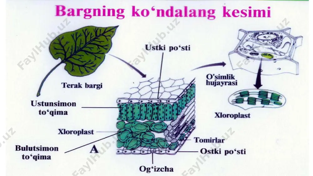 bargning tuzilishi, o'simliklarning barg sathini va so'rish kuchini aniqlash - Page 4