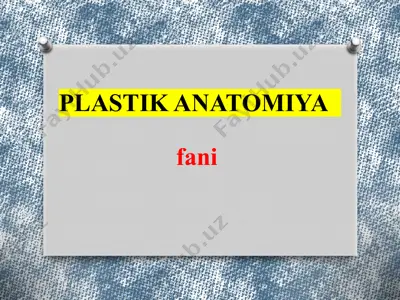 plastik anatomiyafani — PPTX