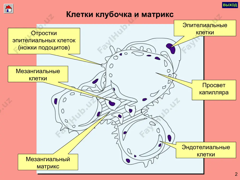иш этиологияси ичак таёқчаси – 75% протей – 10 – 15% энтерококк стафилококк стрептококк клебсиела кандида уреоплазма уреалитикум микоплазма аралаш этиология – 22% инфекцияларнинг буйракка ўтиш йўллари гематоген лимфоген сийдик йўллари деворлари орқали сийдик қопи ва сийдик найлари рефлюкси сабабли. патогенез мойиллик туғдиради: иммунитетнинг пасайиши гиповитаминоз совуқ қотиш бошқа сурункали касалликлар борлиги. организнинг массив инфицирланиши уростазга олиб келувчи сийдик ажралишини бузилиши (сийдик найларини торайиши, нефроптоз ва б.) сийдик қопини нейроген дисфункцияси (кандли диабет, орка мия касалликлари ва б.) хомиладорлик (сийдик найларини эзилиши) пиелонефрит таснифи патогенези бўйича: бирламчи; иккиламчи: обструктив, анатомик аномалияларда; буйраклар дизэмбриогенезида; дисметаболик нефропатияларда кечиши бўйича: 1. ўткир; 2. сурункали; 3. манифест рецидивланувчи шакли; 4. латент шакли; даври бўйича: авж олиш (фаол); аломатларини орқага қайтиши (қисман ремиссия); ремиссия (клиник-лаборатор) буйраклар фаолиятини сақлагналиги бўйича: буйраклар функцияси бузилмаган; буйраклар функцияси бузилган; сурункали буйрак етишмовчилиги; клиникаси ўткир пиелонефрит умумий аломатлари – совуқ қотиш билан иситмалаш, артралгиялар, миалгиялар, холсизлик, кўнгил айниши, қусиш, бош …