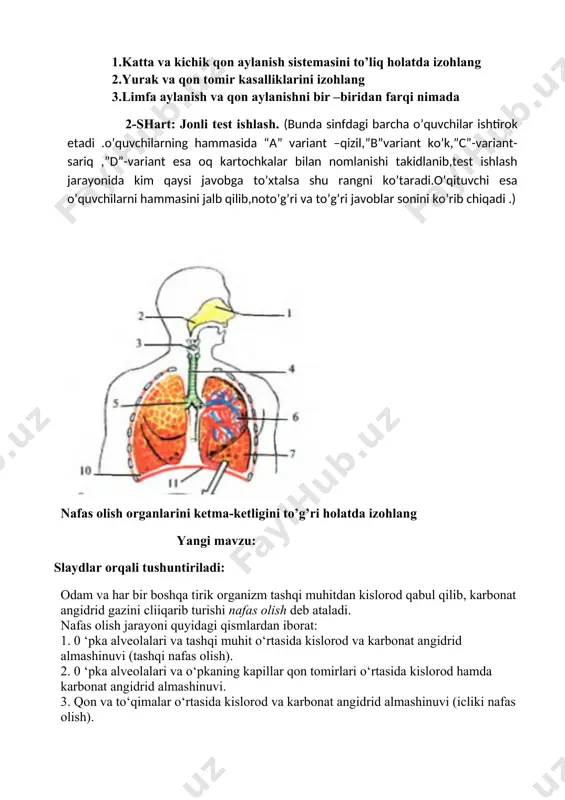o‘ng va chap bronxlarga) bo‘linishidan hosil bo‘ladi. bronxlar o‘pka to‘qimasiga kirib, xuddi daraxt shoxiga o‘xshab, juda ko‘p mayda bronxchalarga tarmoqlanadi va bora-bora alveola pufakchalarini hosil qiladi kekirdak va bronxlar nafas yo‘li hisoblanib, ular havoni ilitib,namlab, mayda chang zarrachalaridan tozalab, o‘pka alveolalariga o‘tkazadi. 0 ‘pka bir juft bo‘lib (o‘ng va chap o‘pka), konussimon tuzilgan. ular ko‘krak qafasining ikki tomonida joylashgan. 0 ‘ng va chapo‘pkaning o‘rtasida kekirdak, qizilo‘ngach, qon tomirlari, ayrisimon bez, nerv tolalari, limfa tomirlari va tugunlari hamda yurak joylashgan. 0 ‘pkalar pastdan diafragma, orqadan umurtqa pog‘onasi, oldingi tomondan to‘sh suyagi va atrofidan qovurg‘alar bilan chegaralangan. 0 ‘pka to‘qimasi daraxtsimon shakldagi o‘rtacha, mayda va eng mayda bronxchalardan hamda pufakchasimon alveolalardan tashkil topgan. 0 ‘pka alveolalarida gaz almashinuvi jarayoni kechadi. ulaming devori bir qavatli epiteliy to‘qimasidan iborat bo‘lib, atrofi mayda qon tomirlari — kapillarlar bilan to‘rsimon shaklda o‘ralgan. alveolalaming soni ikkala o‘pkada 750 mln. atrofida bo’ladi. alveolalaming umumiy sathi 100 m2 ni …