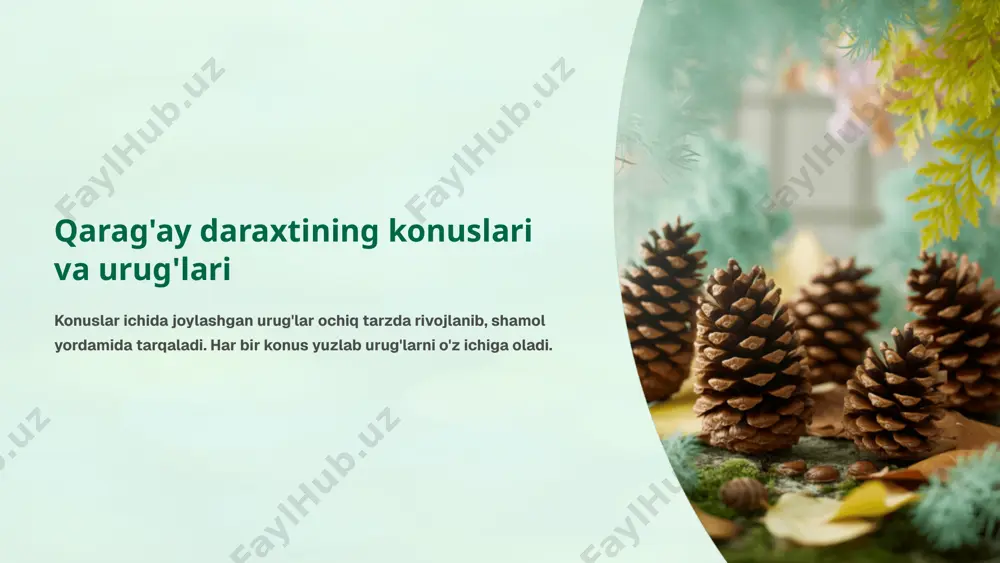 qarag‘aytoifa (ochiq urug‘li ) pinophyta gymnospermae o‘simliklar bo‘limining umumiy tavsifi - Page 5