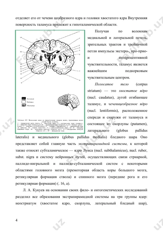 . паллидонигральная система в функциональном отношении является низшим рефлекторным центром, а стриарная по отношению к ней — высшим регуляторным органом. ядра экстрапирамидной системы связаны между собой, а также с другими подкорковыми структурами и корой большого мозга, особенно с премоторной областью и лимбической системой. афферентные импульсы к экстрапирамидной системе поступают из таламуса. полагают, что вентролатеральное ядро таламуса — наиболее частый объект при нейрохирургическом лечении экстрапирамидной патологии — является важным звеном на путях циркуляции патологической импульсации, приводящей к нарушению баланса между альфа- и гамма- системами спинного мозга и обусловливающей такую экстрапирамидную симптоматику, как тремор и мышечная ригидность. через таламус экстрапирамидная система связана с корой большого мозга. неостриатум тесно связан с корой большого мозга. от бледного шара эфферентные волокна направляются к черной субстанции, ретикулярной формации, красному ядру, ядру дорсального продольного пучка (даркшевича), нижним и верхним холмикам крыши среднего мозга, оливам. от этих образований импульсы поступают к клеткам передних рогов спинного мозга по нисходящим …