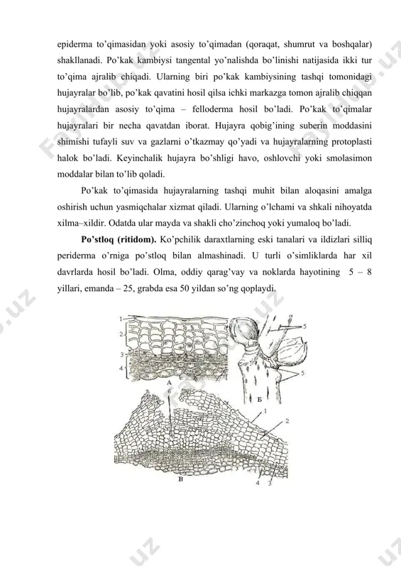 qoplovchi to’qima - Page 5