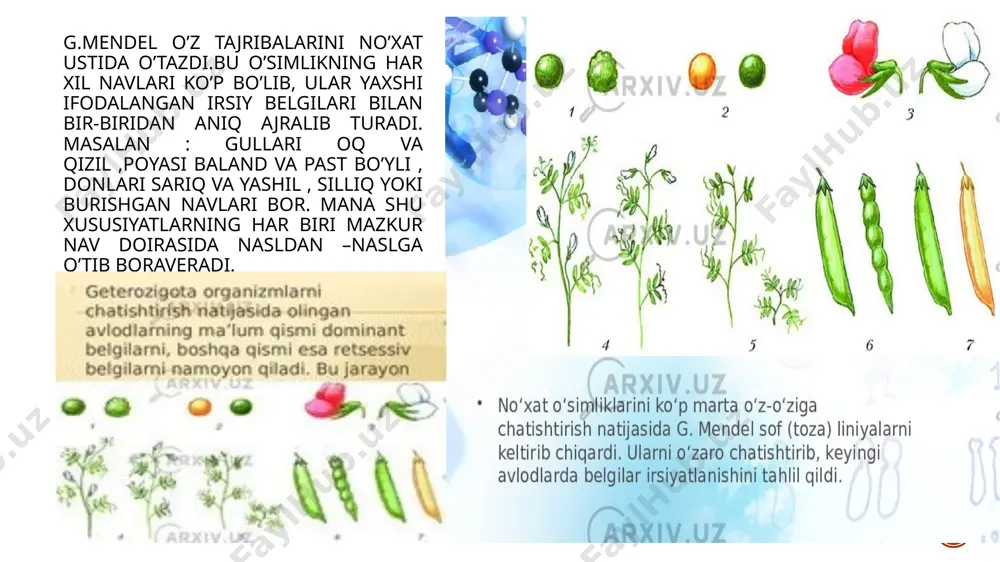 belgilarning birikkan holda naslga o’tishi - Page 5