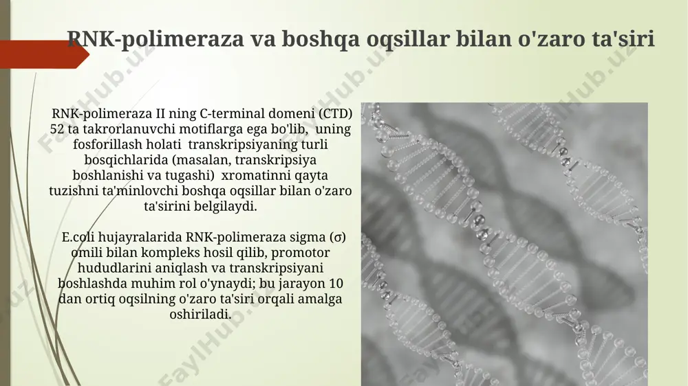 rnk polimerazaning tuzilishi - Page 5