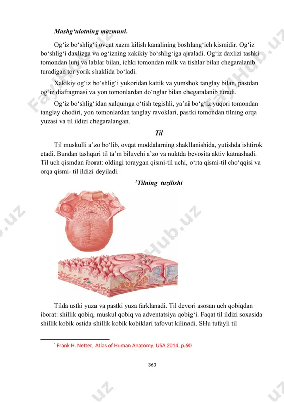 k tanglay bilan, pastdan og‘iz diafragmasi va yon tomonlardan do‘nglar bilan chegaralanib turadi. og‘iz bo‘shlig‘idan xalqumga o‘tish tegishli, ya’ni bo‘g‘iz yuqori tomondan tanglay chodiri, yon tomonlardan tanglay ravoklari, pastki tomondan tilning orqa yuzasi va til ildizi chegaralangan. til til muskulli a’zo bo‘lib, ovqat moddalarning shakllanishida, yutishda ishtirok etadi. bundan tashqari til ta’m biluvchi a’zo va nuktda bevosita aktiv katnashadi. til uch qismdan iborat: oldingi toraygan qismi-til uchi, o‘rta qismi-til cho‘qqisi va orqa qismi- til ildizi deyiladi. tilning tuzilishi tilda ustki yuza va pastki yuza farklanadi. til devori asosan uch qobiqdan iborat: shillik qobiq, muskul qobiq va adventatsiya qobig‘i. faqat til ildizi soxasida shillik kobik ostida shillik kobik kobiklari tafovut kilinadi. shu tufayli til xarakatchang bo‘ladi. tilning shillik kobig‘i ko‘p kavatli yassi mug‘uzlanmaydigan epiteliydan iborat. shillik kobik yuzasida so‘rg‘ichlar joylashgan. shakli jixatdan ipsimon, konussimon va tarnovsimon so‘rg‘ichlar tafovut kilinadi. tarnovsimon va konussimon so‘rg‘ichlar epiteliysida ta’m bilish a’zolar – ta’m bilish piyozchalari …