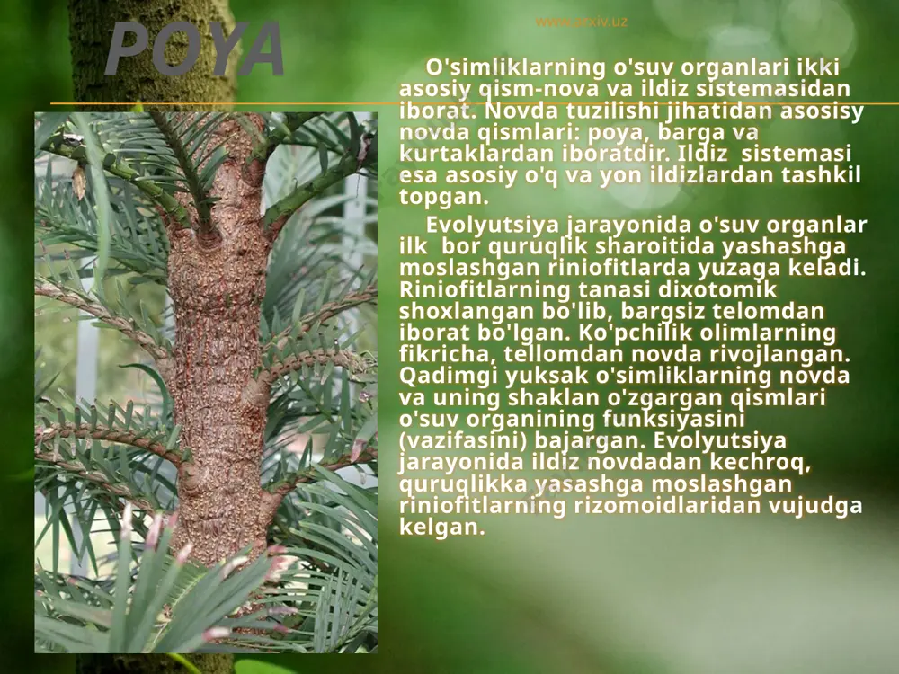 . hozirgi zamon morfologlari novdaga uchki (apiks) meristemadan hosil bo'ladigan yaxlit bir organ sifatida qarashadi. novda ancha murakkab tuzilishga ega, chunki u rivojlanishning dastlabki davridan boshlab, poya, barga va kurtaklarga ajralgan. www.arxiv.uz novdalar o'suvchi va generativ bo'ladi. o'suvchi novdaning bo'g'in oralig'i uzun bo'lbi, har tomonlama osish qobiliyatiga ega, ular havo orqali oziqlanadi, ammo bundan tashqari boshqa funksiyani ham bajarishi, hamda turli metamorfozaga uchrashi mumkin. o'rta osiyo cho'llarida, masalan, qumli cho'llarda oq saksovul, qora saksovul, juzg'un, qizilcha yoki barjoq, qulonquyruq kabi o'simliklar novdasidagi barglari juda ham mayda qipiqchalar shaklida yoki butunlay reduksiyalangan bo'lib, assimiliyatsiya funksiyasini yosh novdalar bajaradi. bunday novdalarning xlorenxima to'qimalarida xlorofill ko'p bo'ladi. www.arxiv.uz reproduktiv yoki generativ (lotincha ratsio-tug'ilish, kelib chiqish) novdalarning bo'g'im oralig'i qisqa bo'lib. gul va mevalarning tutib turuvchi organ vazifasini bajaradi. unda assimilyatsiya etuvchi yashil barglar juda kam bo'ladi. novdanig eng xususiyatli belgisi shundan iboratki, birinchidan, u bo'g'imlarga ajralgan, ikkinchidan esa, har qaysi bo'g'imda bitta, ikkita …