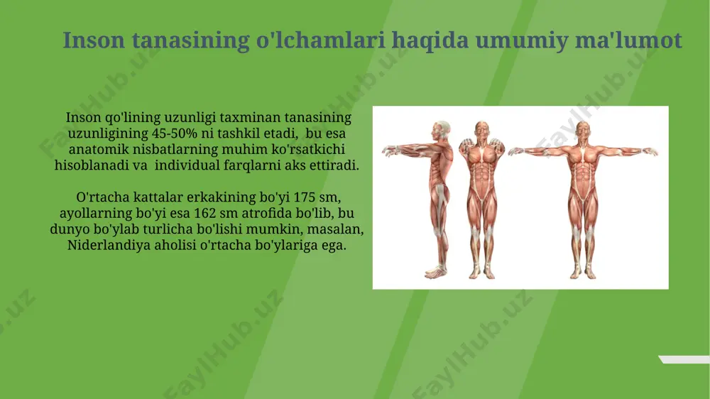 odamlar tanasining oʻlcham tavsifi - Page 4