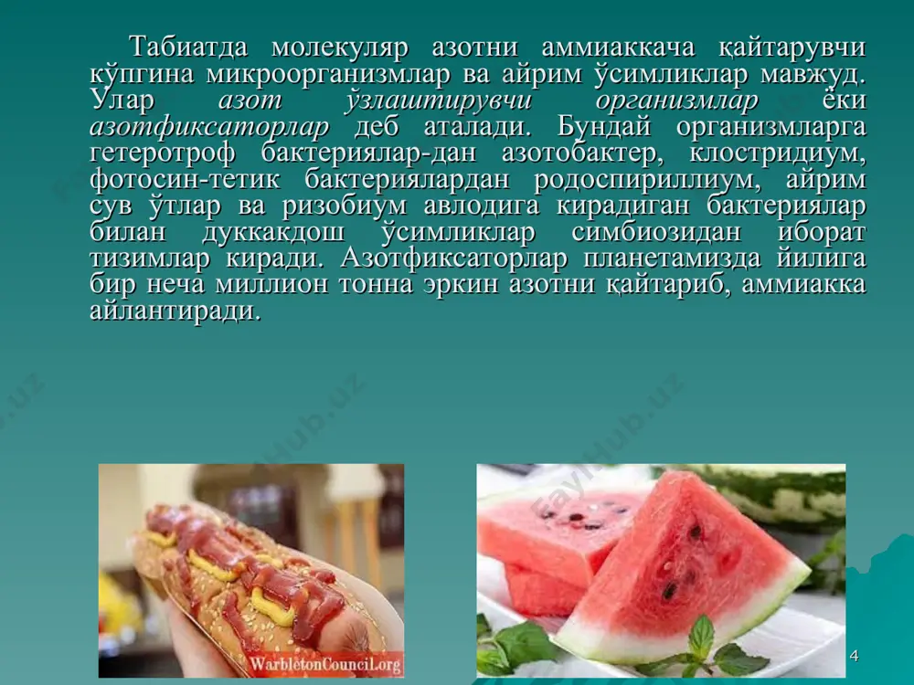 лади. одатда, глутамат кислота, аланин, лейцин осонлик билан реакцияга киришади. глицин, гистидин, метеонин, лизин каби аминокислоталарда трансамин-ланиш реакцияси қийинроқ боради. трансаминланиш реакцияси қийин борадиган аминокислоталар алма-шинмайдиган аминокислоталарга киради. * аминокислота ёки бошқа кислоталарнинг карбоксил группасидаги – он группа амин группа билан алмашиниши натижасида ҳосил бўладиган маҳсулотлар амидлар деб аталади. ўсимликларда, айниқса, қоронғида унаётган уруғларда кўп миқдорда аспарагин ва глутамин амидлари ҳосил бўлади. булардан ташқари, ўсимликлар таркибидан яна никотин кислотанинг амиди ҳам топилган. аспарагин ва глутамин эса аспартат ва глутамат кислоталар ҳосиласи ҳисобланади. * ўсимликларда аспарагин ва глутамин кислоталар синтезланиши азот алмашинувининг энг муҳим ва актив процессларидан бири ҳисобланади. ўсимликларда амидларнинг физиологик аҳамияти катта улар, биринчидан, ўсимликлардаги ортиқча аммиакни бириктириб олиш йўли билан унинг зарарли таъсирини йўқотади. иккинчидан, амидларнинг аминогруппаси қайта аминланиш реакцияларида иштирок этади. * натижада ҳосил бўладиган кетоамидокислоталар гидролитик дезаминланиш реакциясига киришиб, кетоглутарат кислота ҳосил қилади; учинчидан, аспарагин ва глутамин ҳосил бўлиши дикарбон аминокислоталарни оксидланиб кетишдан сақлайди; тўртинчидан, аспарагин …
