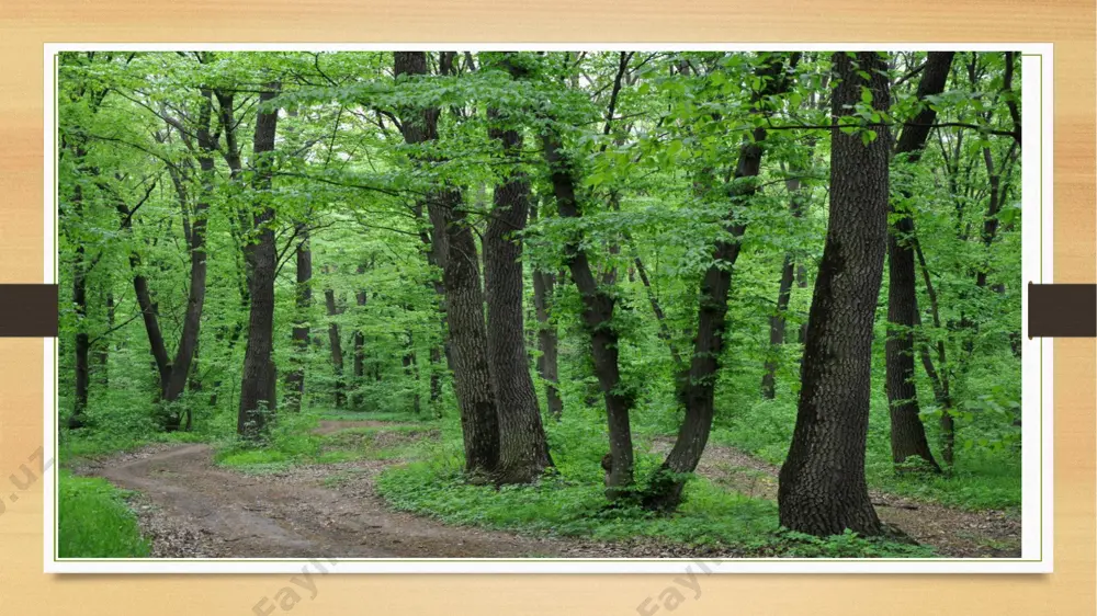 arli 4 oy tеmpеratura q10°dan yukori bo`lib turadi. eng issik oyda o`rtacha tеmpеratura q13 va 23°ni, sovuk oyda esa -6°s ni tashkil kiladi. еgingarchilik, asosan, vеgеtatsiya davrida kuzatiladi va bu vaktda oyiga 100-130 mm mikdorda yogin yogadi. shunday sharoitning mavjudligi bargli o`rmonlarda juda ko`p o`simliklarning normal o`sishi va. rivojlanishiga imkon bеradi. bu еrda o`sadigan o`simliklar mеzofit o`simliklardir. ko`pchilik daraxtlarning bargi kеng va nozik bo`lib, ular kuzga tomon tеmpеraturaning pasayishi natijasyda sargayib to`kila boshlaydi. kishki sovuklardan saklanish uchun daraxtlarning tanasi kalin po`stlok xosil kiladi va kurtaklari po`stga o`xshash tangacha pardalar bilan koplanadi. etiboriz uchun rahmat image5.png image6.png image7.jpeg image8.jpeg image9.jpeg image3.png image4.png