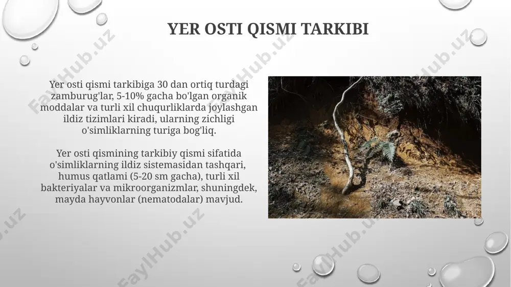 fitotsenozning yer ostki qismi - Page 3