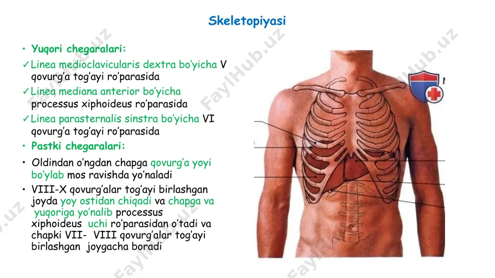 b. yog’ kletchatkasi bilan to’lgan va bir qancha organlar j-n ren va glandula suprarenales, ureter, duodenum, pancreas, aorta abdominalis, v.cava inferior va b. 2. spatium anteperitoneale (retropubicum) kichik chanoq old devori sohasida j-n vesica urinaria joylashadi 3. spatium subperitoneale kichik chanoq bo’shlig’i sohasida j-n canalis analis recti, glandula seminales, glandula prostatica, vagina j-n organlarning qorin parda bilan o’ralishi peritoneum viscerale organlarni 3 xil ko’rinishda o’raydi: hamma tomondan – intraperitoneal 3 tomondan – mezoperitoneal 1 tomondan - ekstraperitoneal intraperitoneal organlar o’z shaklini o’zgartirish va harakatchanlik qobiliyatiga ega ( m-n, ichaklar) gaster, jejunum et ileum, duodenumda - superior et flexura duodenojejunalis qismlari, caecum et appendix, colon transversum et sigmoideum, pars supraampullaris recti, lien lar kiradi. mezoperitoneal organlar: shaklini o’zgartira olishi mumkin lekin harakatsiz, chunki bir tomoni tunica adventitia b-n qoplangan colon ascendens et descendens, ampula recti, hepar, uterus, to’lgan o’t va siydik pufagi ekstraperitoneal organlar: shaklini o’zgartirolmaydi va harakatsiz ren va glandula …