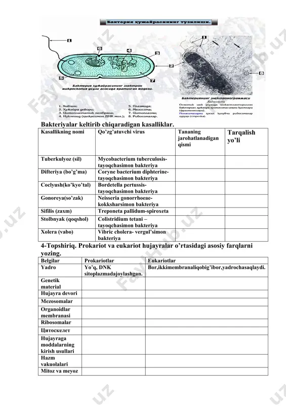 kteriya sifilis (zaxm) treponeta pallidum-spiroxeta stolbnyak (qoqshol) colistridium tetani –tayoqchasimon bakteriya xolera (vabo) vibric cholera- vergul’simon bakteriya 4-topshiriq. prokariot va eukariot hujayralar o’rtasidagi asosiy farqlarni yozing. belgilar prokariotlar eukariotlar yadro yo’q, dnk sitoplazmadajoylashgan. bor,ikkimembranaliqobig’ibor,yadrochasaqlaydi. genetik material hujayra devori mezosomalar organoidlar membranasi ribosomalar цитоскелет hujayraga moddalarning kirish usullari hazm vakuolalari mitoz va meyoz gametalar xivchinlar o’lchamlari 5-topshiriq. quyidagi organoidlarni aniqlang va funksiyalarini yozing. № hujayra organoidlari funksiyalari 6-topshiriq. rasmda qanday hujayra tasvirlangan? rasmdagi raqamlar bilan ko'rsatilgan organoidlarning nomlarini yozing. № organoidlar 1 2 3 4 5 6 7 8 9 10 11 12 13 mavzu №3. hujayra membranasining nozik tuzilishi va hujayraga moddalarning kirishi. 1-topshiriq.savollarga javob yozing. 1.hujayra membranasining tuzilish sxemasini yozing. ____________________________________________________________________________________________________________________________ ______________________________________________________________ 2. hujayra membranasining kimyoviy tarkibini yozing. __________________________________________________________________________________________________________________________________________________________________________________________ 2-topshiriq. membrananing vazifalarini yozing: 1. __________________________________________________________________ 2. __________________________________________________________________ 3. __________________________________________________________________ 4. __________________________________________________________________ 3-topshiriq. hujayraga moddalarning kirish yo’llarini yozing. 1. __________________________________________________________________ 2.__________________________________________________________________ 3. _____________________________