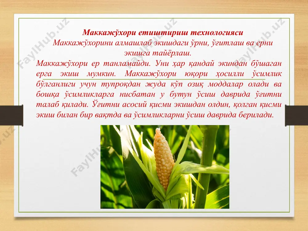 маккажўхорини етиштириш технологияси - Page 4