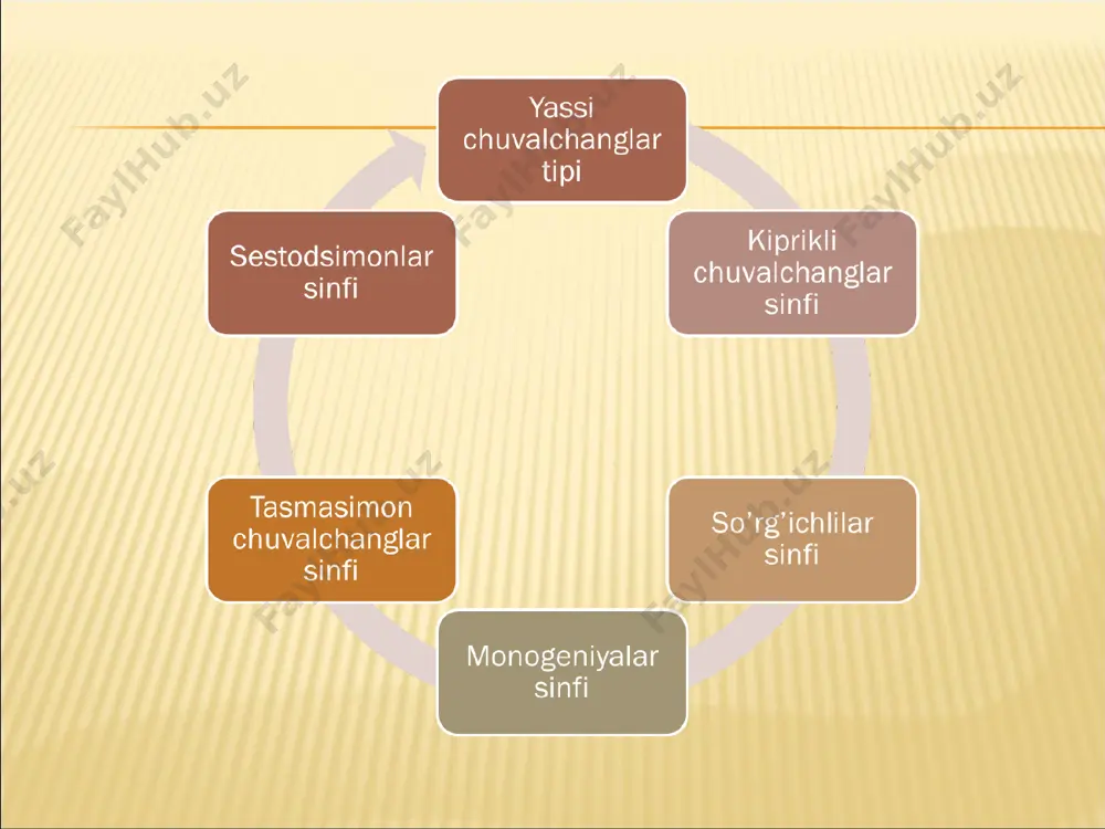 vakillari esa muskullari yordamida tanasini egib yoki cho’zib suv tubida o’rmalaydi yoki kipriklari yordamida suzib yuradi. parenxima siyrak joylashgan biriktiruv-chi to’qima hujayralaridan iborat. hujayralar oralig’i suyuqlik bilan toigan. bu suyuqlik orqali ichakdan so’rilgan oziq moddalar boshqa ichki organlar-ga o’tadi. ayirish mahsulotlari ayirish sistemasi naylariga o’tkaziladi. hazm qilish sistemasi halqumdan va uchi berk o’rta ichakdan ibo-rat. hazm boimagan oziq qoldiqlari og’iz orqali chiqarab yuboriladi. ko 'pchilik turlari yirtqich bo’lib, har xil mayda hay vonlar bilan oziqlanadi. og’iz teshigi qorin tomonining o’rtasida, tanasining oldingi yoki keyingi uchiga yaqin joyda joylashgan. ayrim yirik vakillarida og’iz teshigi halqum cho’ntaklari deb ataladigan joyga ochiladi (49- rasm). cho’ntak tubidan uning bo’shlig’iga halqum bo’rtib chiqib turadi. halqum og’iz teshigidan chiqib, oijasini tutib oladi. mayda vakillarining o’rta ichagi uchi berk oddiy xaltaga yoki nayga o’xshaydi. yirik vakillarining ichagi shoxlangan. ko’p shoxlilarning halqumi oshqozonga ochiladi; oshqozondan esa har tomonga ichak shoxlari taral-adi. uch shoxlilarda esa halqumdan birdaniga ichakning uchta …