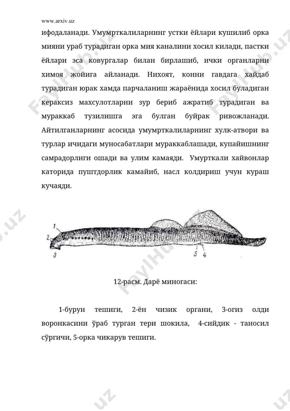 умурткалилар (vertebrata) ёки бош скелетлилар (craniata) - Page 3