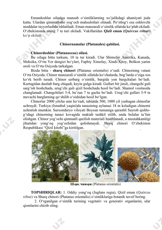 aceae) oilasi. bu oilaga bitta turkum, 10 ta tur kiradi. ular shimoliy amerika, kanada, meksika, o‘rta yer dengizi bo‘ylari, fapbiy ximolay, xindi-xitoy, bolkon yarim oroli va o‘rta osiyoda tarkalgan. bizda bitta - sharq chinori (platanus orientalis) o‘sadi. chinorning vatani o‘rta osiyoda. chinor manzarali o‘simlik sifatida ko‘chalarda, bog‘larda o‘ziga xos ko‘rk berib turadi. chinor serbarg o‘simlik, bargida yon bargchalari bo‘ladi. kurtagidan dastlab barg chiqadi, keyin gulga kiradi. gullari bir jinsli, changchi guli sarg‘ish boshchada, urug‘chi guli qizil boshchada hosil bo‘ladi. shamol vositasida changlanadi. changchilari 3-4, ba’zan 7 ta gacha bo‘ladi. urug‘chi gullari 5-9 ta mevachi barglarning qo‘shilib o‘sishidan hosil bo‘lgan. chinorlar 2000 yilcha umr ko‘radi, tabiatda 500, 1000 yil yashagan chinorlar uchraydi. turkiya (istanbul yaqini)da tanasining aylanasi 18 m keladigan chinorni uchratish mumkin. surxondaryo viloyati boysun tumaniga qarashli sayrob qishlo-g‘idagi chinorning tanasi kovagida maktab tashkil etilib, unda bolalar ta’lim olishgan. chinor yog‘ochi qimmatli qurilish materiali hisoblanadi, u mustahkamligi jihatidan yong‘oq yog‘ochidan …