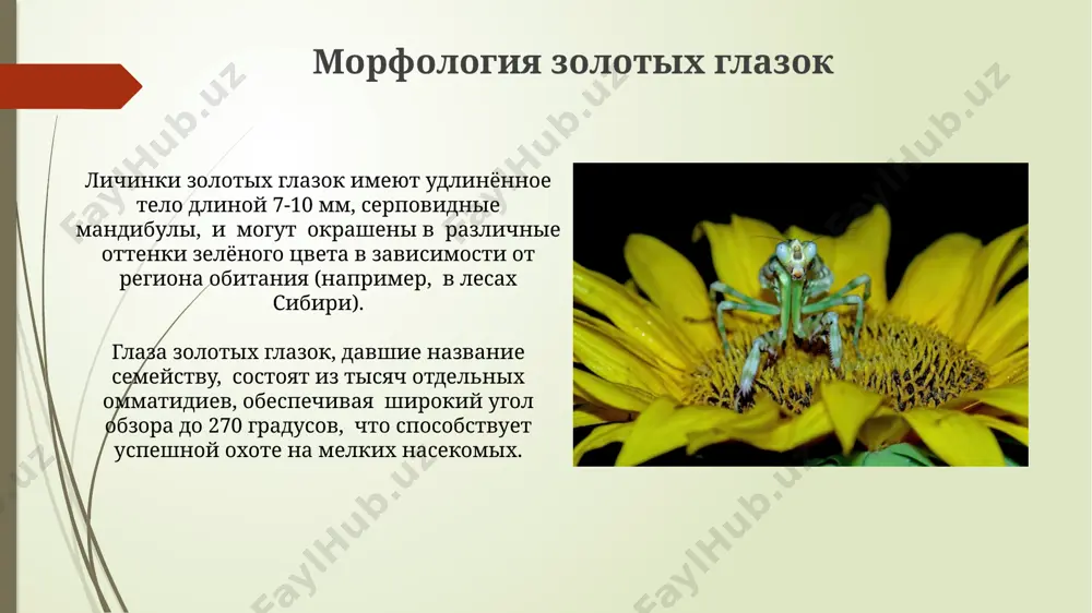 ой борьбе с вредителями в россии и странах снг, использование златоглазок для борьбы с тлей в теплицах показало снижение численности вредителей на 60-80% за 2-3 недели, особенно эффективно в сочетании с другими методами биоконтроля. эффективность использования златоглазок в борьбе с трипсами на плантациях томатов в испании достигла 75% при применении 500 особей на гектар, подтверждая их значительную роль в интегрированном управлении вредителями. спасибо за внимание @taqdimot_robot image1.jpg image2.jpg image3.jpg image4.jpg image5.jpg image6.jpg image7.jpg image8.jpg image9.jpg