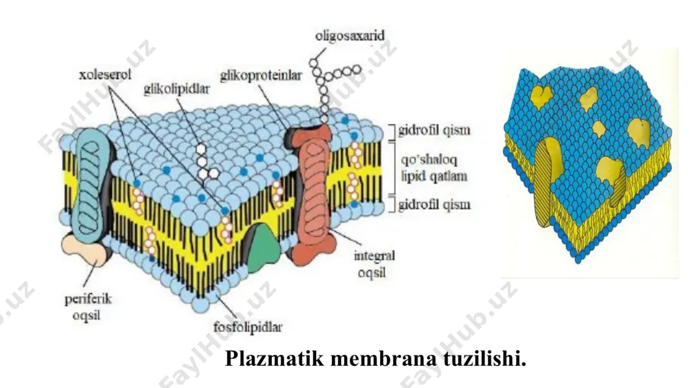lan birikkan – glikoproteid holatida uchraydi. glikoproteidlarning uglevod qismi hujayraning sirtida joylashgan bo‘lib glikokaliksni hosil qiladi. glikokaliks hujayralarning o‘zaro ta’sirini, ularning agregatsiyasini, hujayra ichiga kimyoviy axborotlarni uzatish kabi muhim vazifalarni bajaradi. glikolipidlarda ko‘pincha oligosaxarid zanjiri sfingozinning gidroksil guruhi, galaktoza yoki fukoza orqali glikozid bog‘i orqali bog‘langan bo‘ladi. glikolipidlar molekulasida bitta oligosaxarid zanjiri bo‘ladi, glikoproteidlarda esa bunday zanjirlar bir nechtadir. ular oqsil molekulasi bilan besh xil monosaxaridning birontasi orqali birikishi mumkin. glikoprotoid molekulasidagi oligosaxaridlarning joylashish tartibi golji apparatida mavjud bo‘lgan glikoziltransferazalar faoliyati bilan bog‘liq. membrana glikolipid va glikoproteidlarining mohiyati katta. ular gormonlar, mediatorlar, viruslar, toksinlar va ko‘pgina fiziologik faol moddalar uchun retseptor vazifasini o‘tab, immunitetda ishtirok etadi. eritrotsit membranasidagi glikolipid glikoproteidlari qon guruhini belgilaydi. hujayra sirtining harakatchanligi ham uning tarkibidagi glikoproteinlar xususiyati bilan bog‘liq membranalardagi lipid qo‘shqavat fosfolipidlar bilan glikolipidlar molekulalarining xarakterli xususiyati ularning amfifilligidir. molekulasining gidrofob uchini yog‘ kislotalari va sfingozinning uglevodorodli radikallari tashkil etadi: bu molekula uchi uzunligining 3\4 …