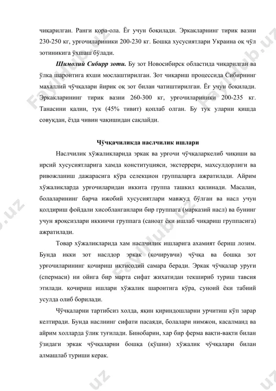 уюқлик ажралиб туради. иккинчидан, уларнинг иштахаси ёмонлашади ва кўп вақт безовта бўла бошлайди. учинчидан, ўзига хос овоз чиқаради ва хур-хурлайди. шунингдек, кўпинча ўз катагидан ташқарига чиқиб кетишга харакат қилади. чўчқаларни боқиш ва асраш чўчқаларнинг озиққа талаби уларнинг ёши, жинси, вазни, насли ва физиологик холатига боғлиқ бўлади. наслдор эркак чўчқаларни боқишда озиқ таркибидаги протеин, минерал моддалар ва витаминлар миқдорига эoтибор берилади. айниқса уларни қочириш ишларида фойдаланиш даврида бунга эoтибор кучайтирилади. қиш ойларида асосан кўпроқ ем (сули), арпа, нўхат, кунжара, қон-суяк уни, илдизмева, силос, сенаж берилади. қочиришда фойдаланилган вақтда вақтда қўшимча равишда ёғи олинган сут ва балиқ уни бериш тавсия этилади. лекин кўп миқдорда дағал озиқ бериш ярамайди. ёз ойларида эркак чўчқалар очиқ жойда боқилади ва уларга қўшимча равишда ем хамда беда ва кўк ўт берилади. уларга суткасига уч марта озиқ берилади. шунингдек, ойига бир марта вазни тортиб кўрилади. урғочи чўчқаларни боқишда улар рационининг тўйимлилигига алохида эoтибор бериш талаб этилади. хар бош …