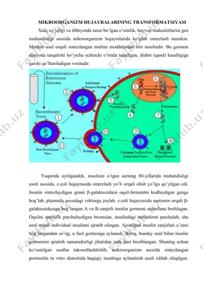 insulin sintezi — DOCX