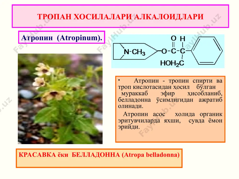 ҳосил қилади. * 6. масс спектрлари: 334, 335, 162, 120, 107, 144, 143, 130 m/z чўққилар ҳосил бўлади. миқдорини аниқлаш 1. уб спектри асосида спектрофотометрик аниқланади. 2. n - диметиламинобензалдегид ва конц. h2so4 билан ҳосил қилган қизил ранг асосида фэк усулида аниқланади. 3. гсх ва юссх усулларида. бангидевона - hyoscyamus niger l. кимёвий таркиби : токсик алкалоидлар гиосциамин (атропин), скополамин сақлайди: гиосциамин (атропин) скополамин атропинда аминоспирт тропин этерификацияланган рацемик (оптик актив бўлмаган) троп кислотаси билан, гиосциаминда эса — бу кислотанинг чапга бурувчи шакли билан. гиосциамин қўлланилиши гиосциамин атропиннинг стериоизомери. у ишқор ҳамда юқори ҳарорат таъсирида, оптик хусусиятини тез йўқотади ва натижада атропинга айланиб қолади. тиббиётда: гиоциамин силлиқ мускуллар тонусини камайтириб, ошқозон ости бези ширасини ишлаб чиқаришни камайтириб, ошқозон ва ўн икки бармоқли ичак яраларини даволашда, колит, йўғон ичак ва пешоб канали спазмларида қўлланилади. антихолинэстраза моддалари билан заҳарланганда антидот сифатида ишлатилади. tоксикологик аҳамияти кўпинча болалар белладонна ўсимлигини мевасини ва итузумдан кўпроқ …
