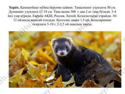 хорёк — PPTX