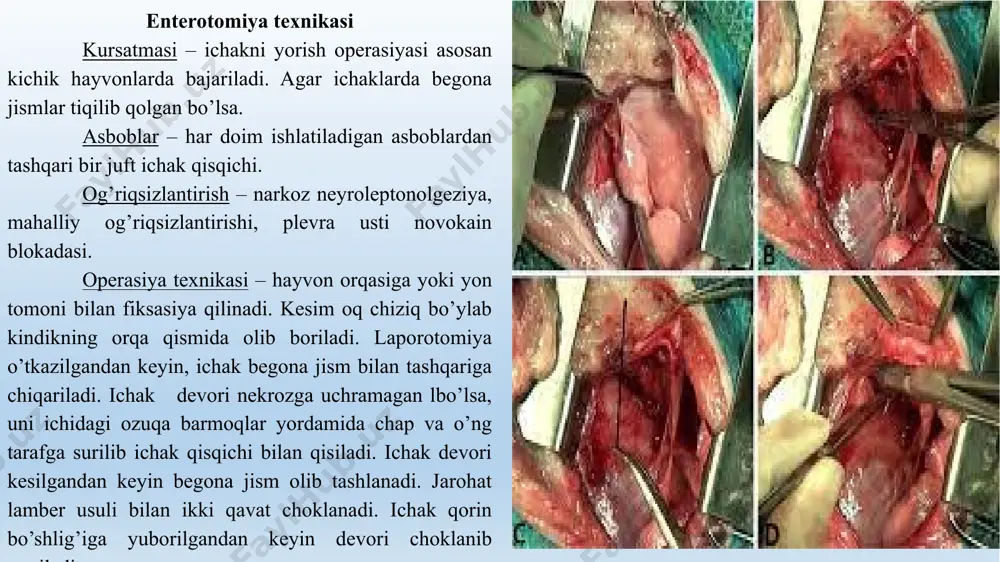 ya qilinadi. axlatlar ikki tarafga silkitilgandan keyin ichak qisqichlari bilan qisiladi. ichak chorvisidagi qon tomirlarga ikkitadan ligatura qo’yib bog’lanadi. ichak qaychi yordamida kesiladi va shundan so’ng ligatura oralig’idagi charvi ham kesiladi. tampon bilan jarohat tozalanadi va ichaklar bir - biriga biriktriladi. asosan buning uchun ikkita usuldan foydalanish mumkin – uchini – uchiga va yonboshini - yonboshga. operasiyani yakuniy bosqichida qorin devori vat yeri choklanadi. to’gri ichakni kesish (resection recti) a) anatomo – topografik tuzilishi – to’g’ri ichak (intestium rectum) tos bo’shlig’ini katta qismini egallaydi va iki qismga bo’linadi: oldingi – qorin va orqa – retroperitoneal, u siyrak biriktiruvchi to’qima bilan o’ralgan. dorsal tarafi dumg’azaning ventral yuzasiga va dumni boshlang’ich qismiga tegib turadi. erkak hayvonlarda uning pastida siydik xalta, qo’shimcha jinsiy bezlar, siydik, urug’ yo’llari va siydik chiqarish kanali joylashadi. urg’ochi hayvonlarda esa bachadonni tanasi va qin joylashadi. yuqorida keltirilgan organlar, to’g’ri ichak, qorin vat os devorlari orasida, erkak hayvonlarda uchta, …