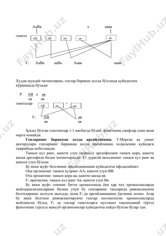 иккита ген хромосомаларнинг турли жуфтларида жойлашган бўлса, тўртта фенотипик синф ҳосил бўлади. аавв х аавв │ │ гамета ав ав ав ав ав ғ1 аавв аава аавв аавв худди шундай чатиштириш, генлар бирикан ҳолда бўлганда қуйидагича кўринишда бўлади: р ав х ав ав ав гаметалар + ав ав ав ғ1 ав ав ав ав ҳосил бўлган генотиплар 1:1 нисбатда бўлиб, фенотипик синфлар сони икки марта камайди. генларнинг бириккан ҳолда ирсийланиши. т.морган ва унинг шогирдлари генларнинг бириккан ҳолда ирсийланиш ходисасини қуйидаги тажрибада исботлашди. танаси кул ранг, қаноти узун (нормал) дрозофилани танаси қора, қаноти қисқа дрозофила билан чатиштирилди. f1 дурагай авлодининг танаси кул ранг ва қаноти узун бўлади. бу икки жуфт белгининг ирсийланишини қуйидагича ифодалаймиз: она организми: танаси кулранг-аа, қаноти узун-вв. ота организми: танаси қора-аа, қаноти қисқа-вв f1 орагнизми: танаси кул ранг ав, қаноти узун вв. бу икки жуфт геннинг битта хромосомада ёки ҳар хил хромосомаларда жойлашаганликларини билиш учун бу генларнинг таъсирида …