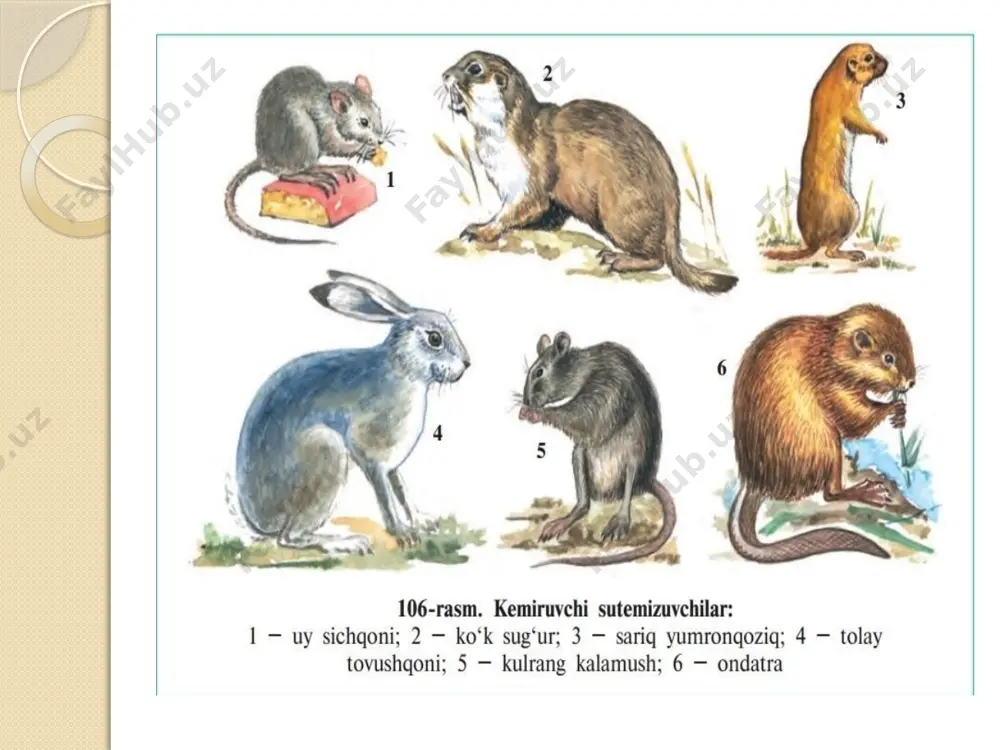 ib, bularning mo’ynasi eng yuqori baholanadi. qo’ng’ir va oq nutriya dengiz cho’chqasi va shinshilla nima uchun kalamushlarni yo’q qilish kerak? kalamushlarni o’z vaqtida yo’q qilish ularning sonini, sanitariya epidemiologik xavfsizligini tartibga solish va byudjetdagi qo’shimcha xarajatlarni bartaraf etishni ta’minlaydi. kalamushlarning zarari juda ta’sirli bo’lib, quyidagi muammolarni chiqarishi mumkin: 1.infeksiyalarning tarqalishi. tifus, o’lat, quturish, tulyaremiya, toksoplazmoz, leptospiroz, listerioz kabi o’ta xavfli va yuqumli bo’lgan bakteriologik kasalliklar kemiruvchilarning hayot faoliyati, tupurgan tupuklari orqali tarqalishi mumkin; 2. iqtisodiy zarar. uylarda va tijorat binolarida kalamushlarni yo’q qilish oziq-ovqat mahsulotlariga zarar yetkazish, binolarni tuzatish, elektr kabellari bilan bog’liq muntazam moliyaviy yo’qotishlarni bartaraf etadi, bu esa uzilishlar, yong’inlar va maishiy texnika yetishmasligi kabi muammolar bo’lmasligigabyordam beradi; 3. yashash noqulayligi. kecha-yu kunduz davomida kemiruvchi kalamushlar tomonidan chiqariladigan najas, yoqimsiz hid va tovushlar hayot uchun noqulay sharoit yaratadi. ko’pchilikka xos bo’lgan umumiy nazoratsiz qo’rquv va fobiya psixozning rivojlanishiga olib keladi. kalamushlar bilan kurashish usullari. kalamushlar ko’pincha odamlarga yaqin …