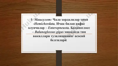 chala hor-dalilar tipi -hemichordata — PPTX