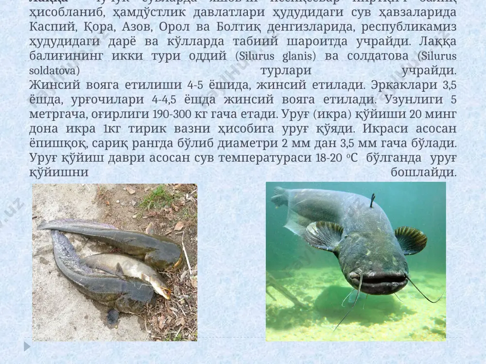ҳароратларида ҳам яшай олади. форель балиғи — оксифил балиқ, яъни унга кислородга яхши тўйинган сув керак. форель балиғи сув кислород билан 90–100 % га тўйинганда, яъни унинг таркиби 7–8 мг/л бўлганда ўзини яхши ҳис қилади. аралашган кислород концентрацияси 3,5–6 мг/л бўлганда форель балиғи ўзини ёмон ҳис этади, 1,5 мг/л бўлганда дарё форели нобуд бўлади. форель балиғининг икки тури мавжуд: 1. камалаксимон форель (радужный форель); 2. сой форели (ручьевая форель). форель балиғи (камалак хонбалиғи) ўсиб ривожланиш нормаси жинсий етилиши 3-4 ёшида уруғ қўйиш даври октябрь-февраль оғирлиги (вазни) 2-3 кг уруғ ривожланиши учун сув температураси 6-120 с майда балиқларни парваришлашда сув температураси 14-160 с катта ёшли балиқларни парваришлашда сув температураси 14-180 с сувда эриган кислород миқдори 7-8 мг/л ва ундан юқори уруғ (увилдириқ) бериш 2-20 минг донадан ортиқ уруғдан (личинкалар) чиқиш муддати сув температурасидан келиб чиқиб 18 кундан 110 кунгача давом этади балиқларнинг умумий яшаш даври 10-11 йил форель балиғини кўпайтириш учун …